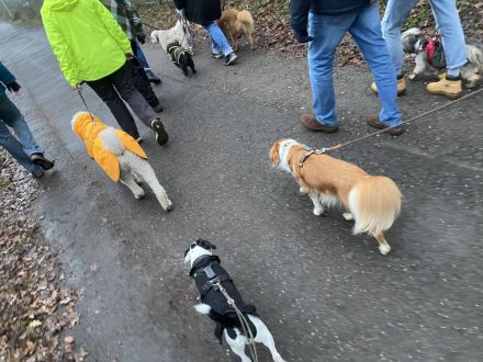 Smart Dogs Wuppertal