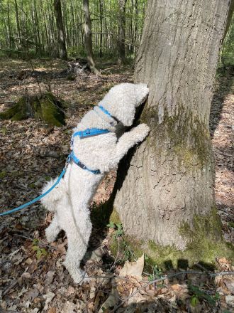 Smart Dogs Wuppertal