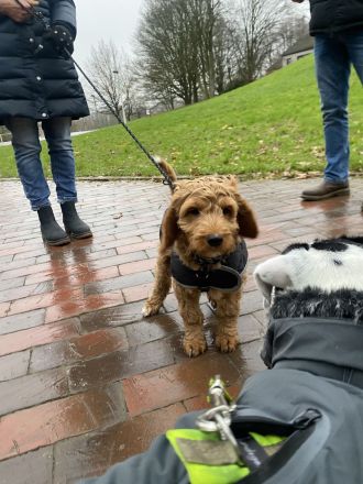 Smart Dogs Wuppertal