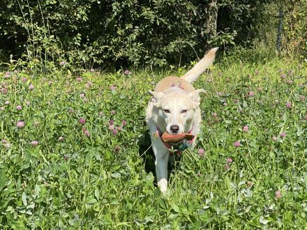 Smart Dogs Wuppertal