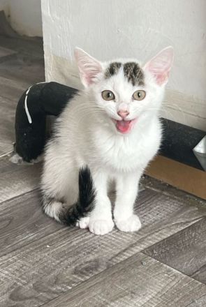 4 kitten suchen ein schönes Zuhause