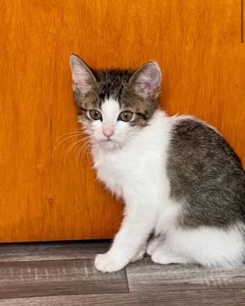 4 kitten suchen ein schönes Zuhause