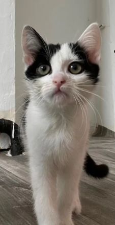 4 kitten suchen ein schönes Zuhause