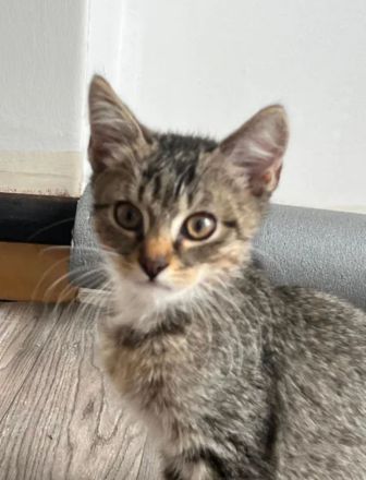 4 kitten suchen ein schönes Zuhause