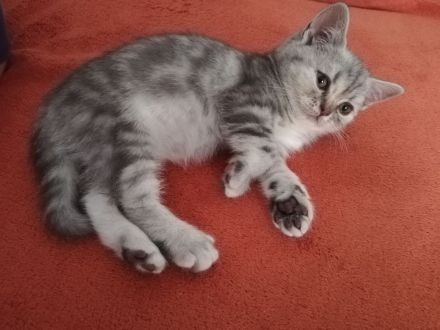 Britisch Kurzhaar (BKH) nur noch 1 sehr süßes Mädchen abholbereit