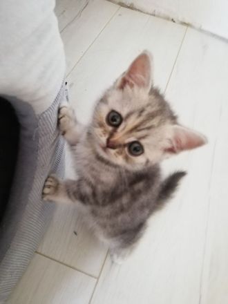 Britisch Kurzhaar (BKH) nur noch 1 sehr süßes Mädchen abholbereit