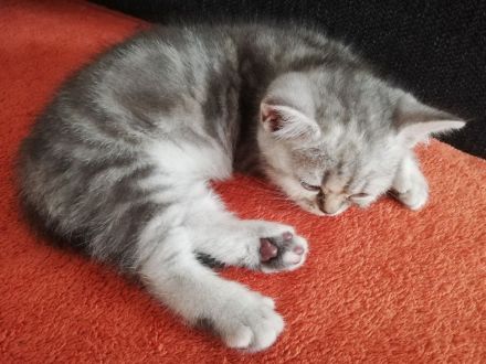 Britisch Kurzhaar (BKH) nur noch 1 sehr süßes Mädchen abholbereit