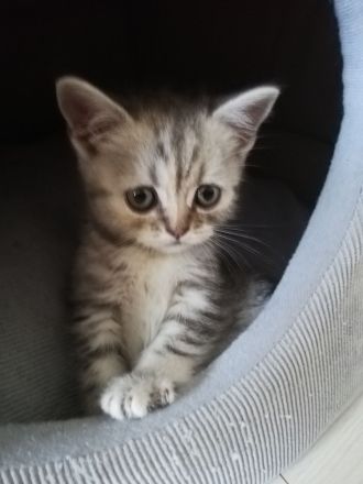 Britisch Kurzhaar (BKH) nur noch 1 sehr süßes Mädchen abholbereit