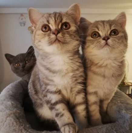 Britisch Kurzhaar (BKH) nur noch 1 sehr süßes Mädchen abholbereit