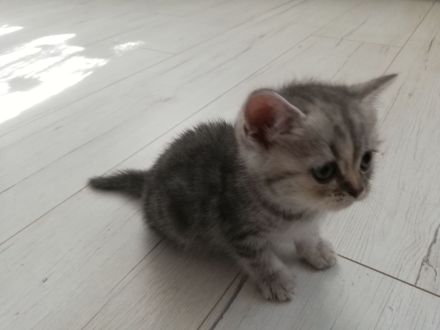 Britisch Kurzhaar (BKH) nur noch 1 sehr süßes Mädchen abholbereit