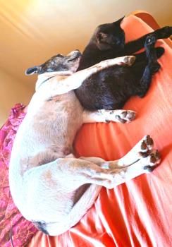 Gafe, Lackfellchen mit Handicap