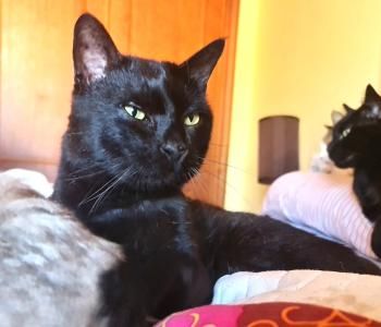 Gafe, Lackfellchen mit Handicap