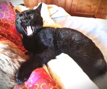 Gafe, Lackfellchen mit Handicap