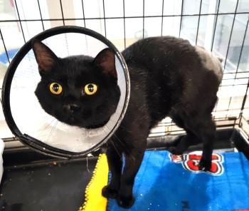 Gafe, Lackfellchen mit Handicap