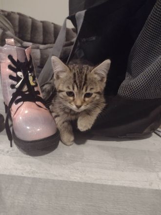 Kitten suchen neues Zuhause