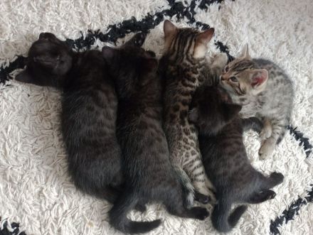 Kitten suchen neues Zuhause