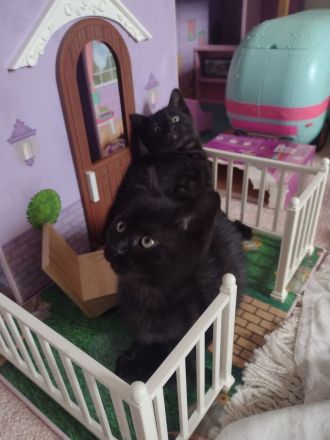 Kitten suchen neues Zuhause