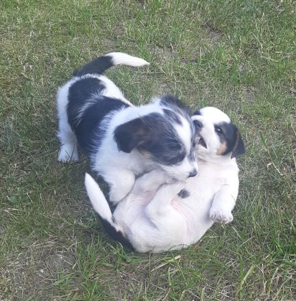 Deckrüde Jack Russel Terrier