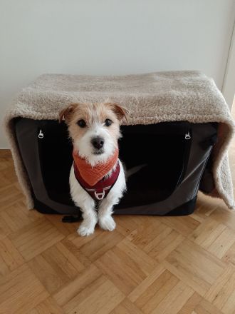 Deckrüde Jack Russel Terrier