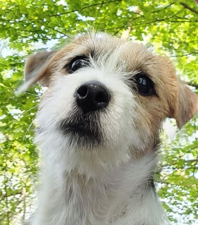 Deckrüde Jack Russel Terrier