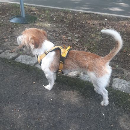 Deckrüde Jack Russel Terrier