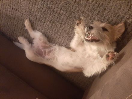 Deckrüde Jack Russel Terrier