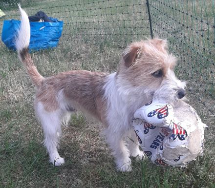 Deckrüde Jack Russel Terrier