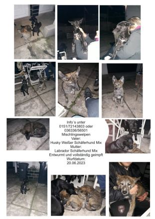 Mischlingswelpen