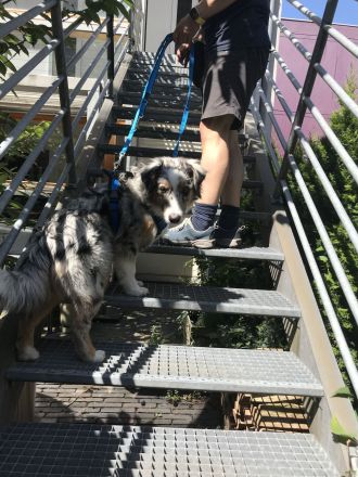 Küstenwolf Hundetraining Kiel