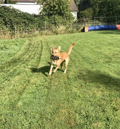 Küstenwolf Hundetraining Kiel