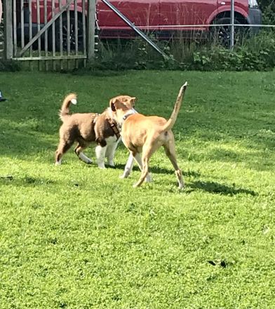 Küstenwolf Hundetraining Kiel