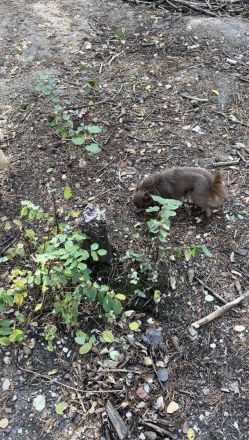 Chihuahua Hündin Langhaar, Wunderschön, 10. Monate