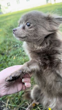 Chihuahua Hündin Langhaar, Wunderschön, 10. Monate