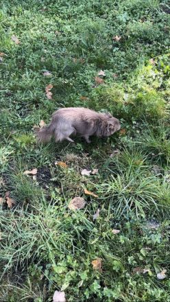 Chihuahua Hündin Langhaar, Wunderschön, 10. Monate