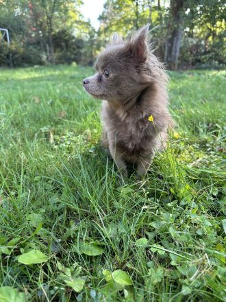 Chihuahua Hündin Langhaar, Wunderschön, 10. Monate