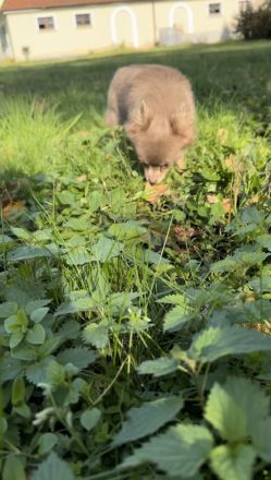 Chihuahua Hündin Langhaar, Wunderschön, 10. Monate