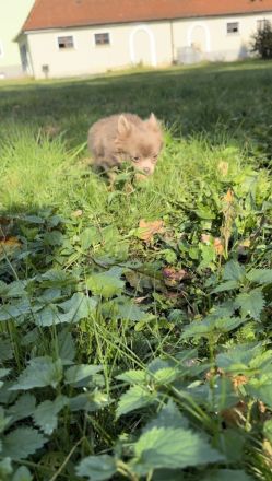 Chihuahua Hündin Langhaar, Wunderschön, 10. Monate