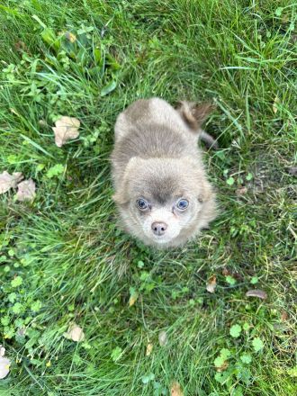 Chihuahua Hündin Langhaar, Wunderschön, 10. Monate