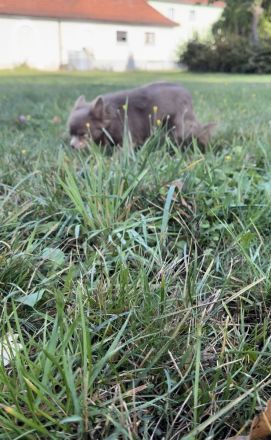 Chihuahua Hündin Langhaar, Wunderschön, 10. Monate