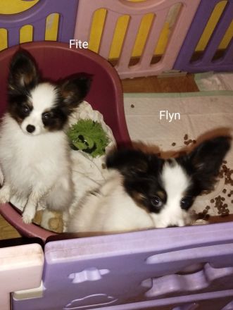 Reinrassige Papillon Welpen