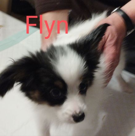 Reinrassige Papillon Welpen