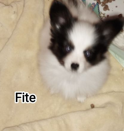 Reinrassige Papillon Welpen