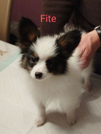 Reinrassige Papillon Welpen