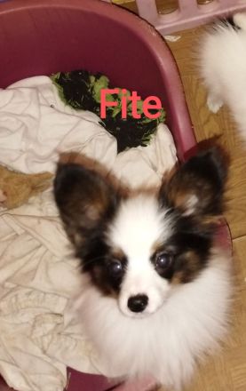 Reinrassige Papillon Welpen