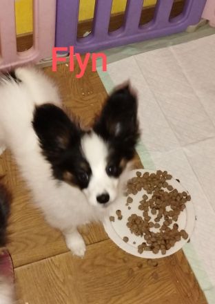 Reinrassige Papillon Welpen