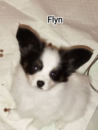 Reinrassige Papillon Welpen
