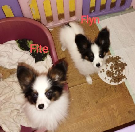 Reinrassige Papillon Welpen