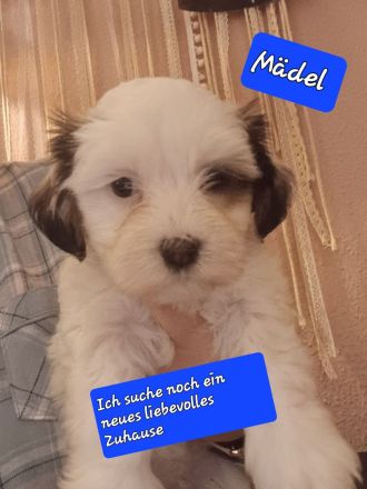 Lhasa Apso  - Havaneser Welpen