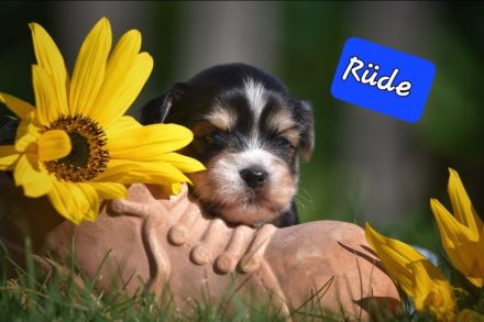 Lhasa Apso  - Havaneser Welpen