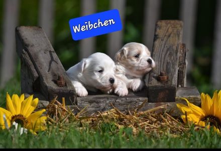 Lhasa Apso  - Havaneser Welpen